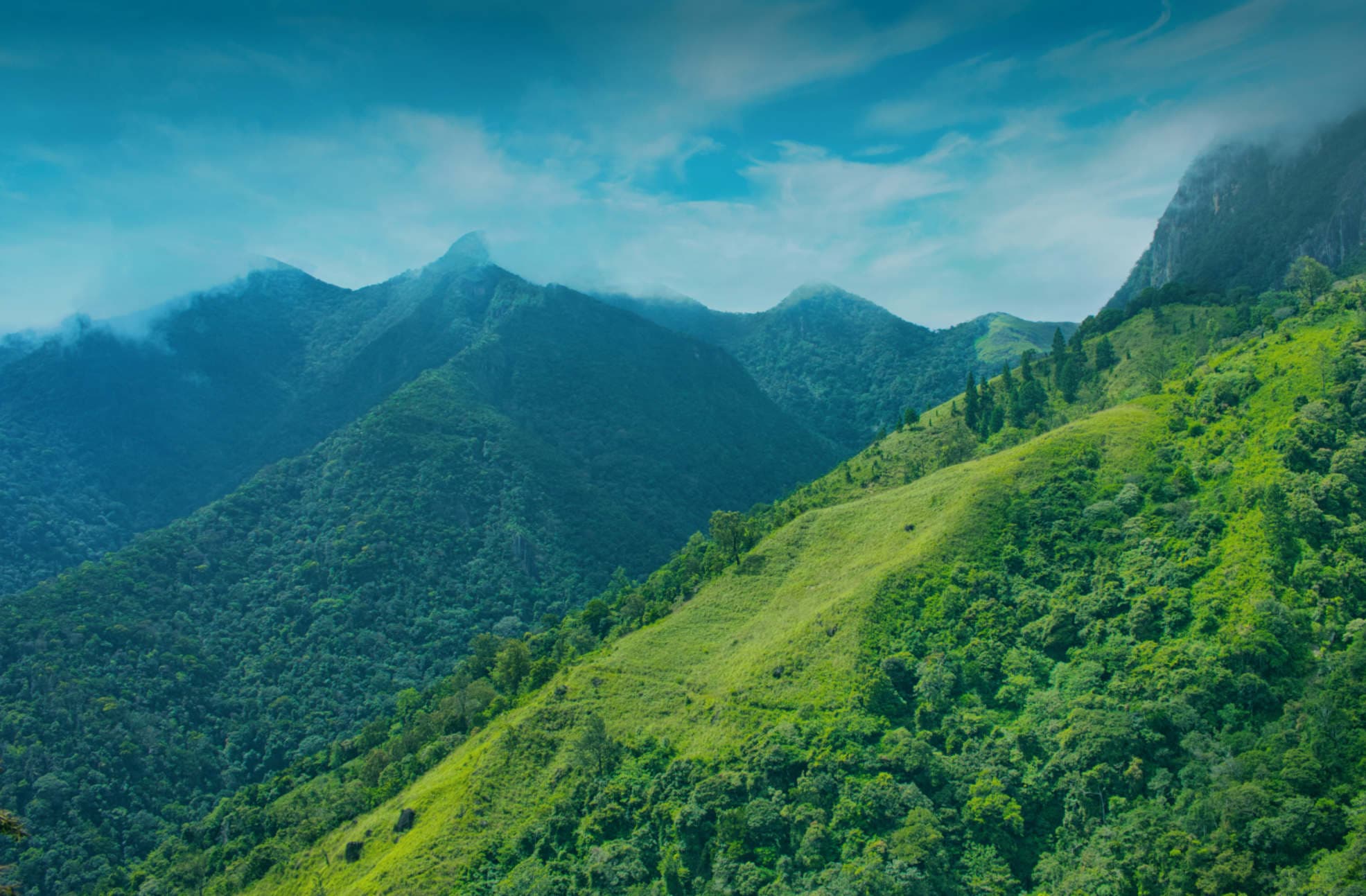 Tree-covered mountains